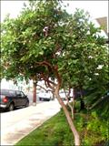 Psidium cattleianum lucidum